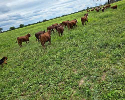 Brea Pozo, 613 Has Mixto