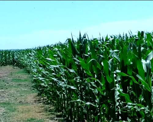 Campo Mixto Venta Chascomus 110 Hectareas