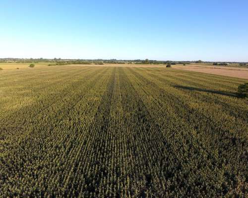 Venta Campo Agrícola. 16 HA. Recreo, Santa FE.