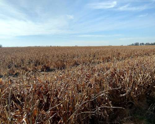 Alcorta Mixto 487 Has