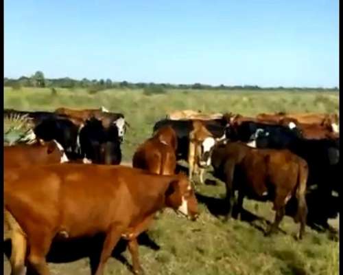 Campo Ganadero en Chaco