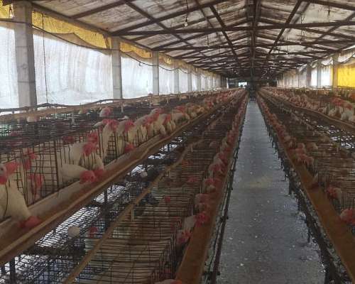 Jaulas para Gallinas Ponedoras 8.000 Aves