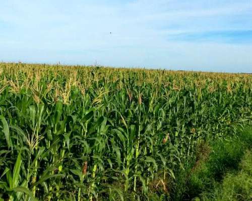 Venta. 2050 Has Agricolas en Almirante Brown (chaco).