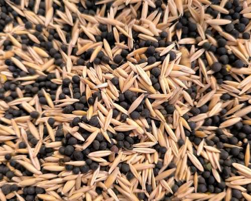 Vicia Villosa con Avena al 15% BS AS SUR