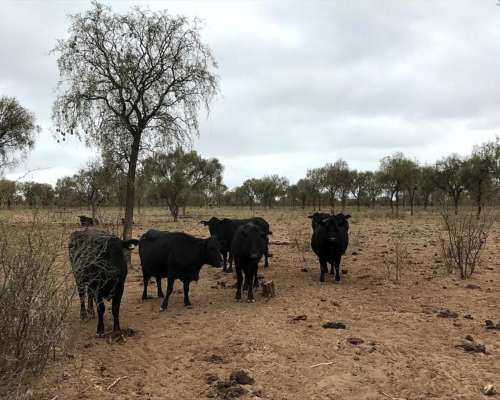 Ulapes - 4.222 Ha - la Rioja