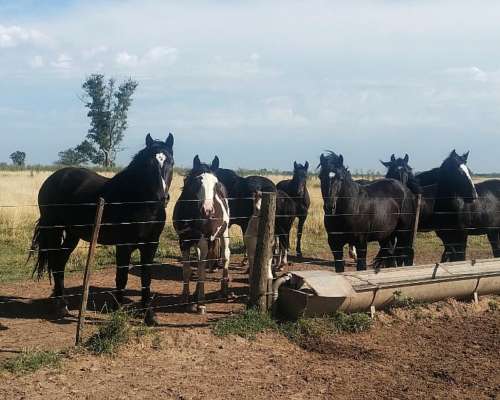 Vendo Lote de Potros