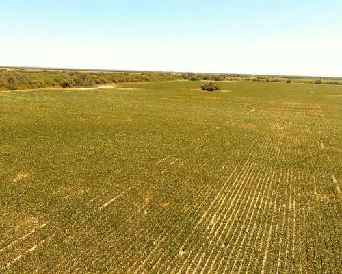 Vendo 95 Ha en Jesus Maria