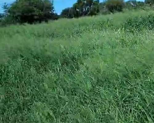Alquilo 5.000 Has Ganad C/rolado Select Gatt, Buffel S/ruta