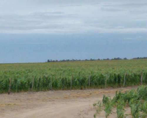 Liborio Luna 430 Has