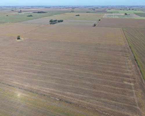30 HA. Suelo Clase 1 - IP 90%. Departamento Constitucion.