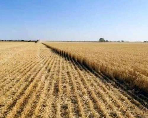 Vendo 900 Has Agricolas