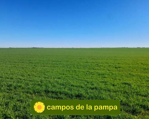Cordoba – Venta muy Buen Campo Agricola 440 Ha Pampa Arenosa