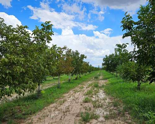 Finca de Nogales en Producción