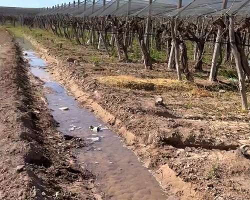 Finca de Viñedos Vitivinícola 34 Ha 2 Pozos,malla Anigranizo