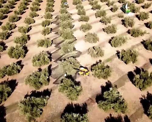 Linda Finca con Producción para Aceite ,5,6 Hectáreas