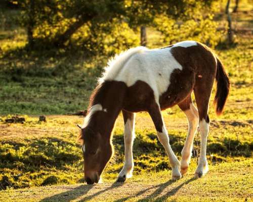 Recibo Hacienda en Capitalización