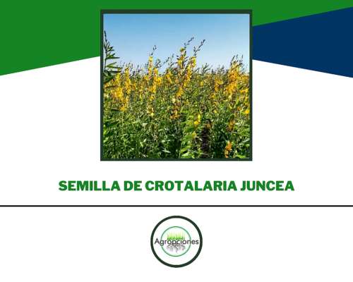 Semilla de Crotalaria Juncea