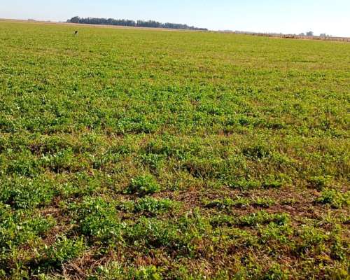 Campo Mixto 70% Agricola 29% Ganadero