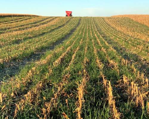 Vendo 500 Ha Villa Mercedes