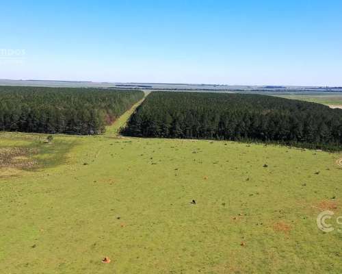 Se Vende Campo Ganadero de 450ha en Corrientes, Argentina