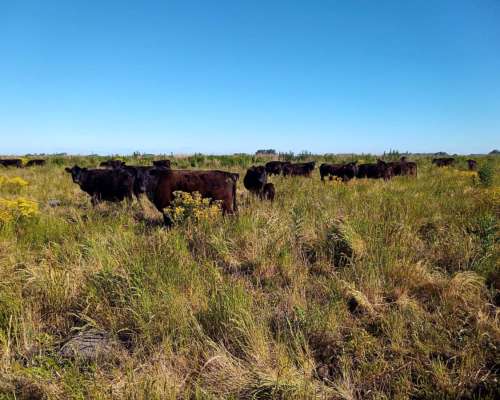 Terneros de Invernada Compra