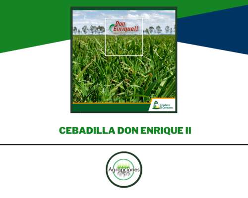Semilla de Cebadilla Don Enrique II - Criadero el Cencerro