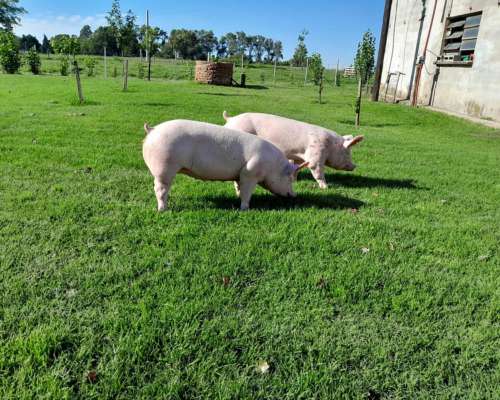 Cachorras Landrace X Yorkshire