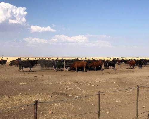 260 Has de Campo Mixto Estomba