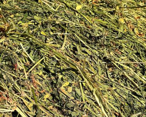Rollos de Alfalfa de 400 Kilos 1.55m de Diámetro