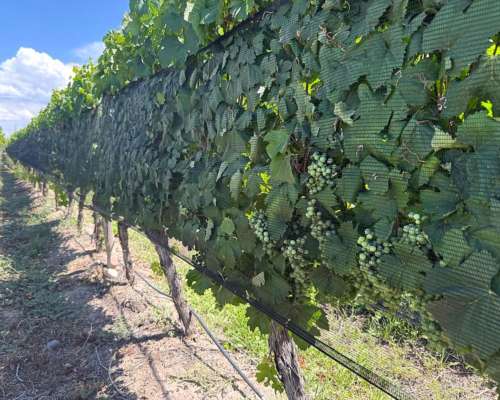 Finca con Viñedos de Alta Calidad - el Cepillo , Mendoza