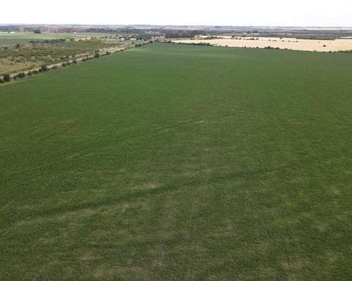 525 Hectáreas Agrícolas Sobre Ruta, San Marcial.