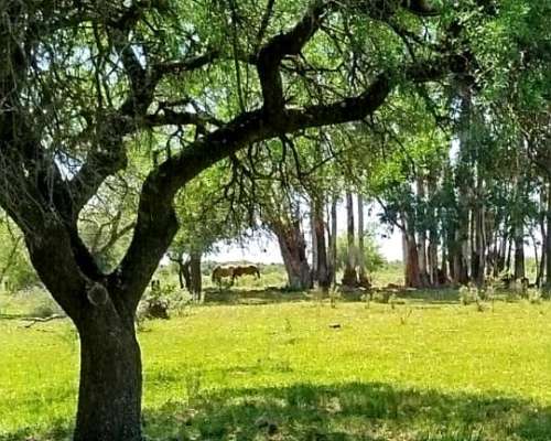 Chacra de 1,5 Ha Arboleda, Lugar Tranquilo. Colon E.rios