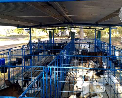 Guacheras Móviles para 20 Terneros