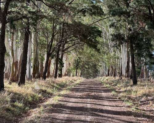 851 Has. Campo Agrícola en Tandil