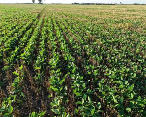 80 HA. Agricolas. Centeno. Santa FE.