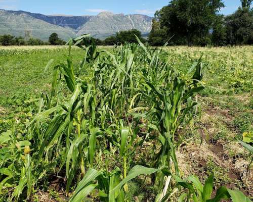 Alem Chacra en Produccion Ovina y Avicola