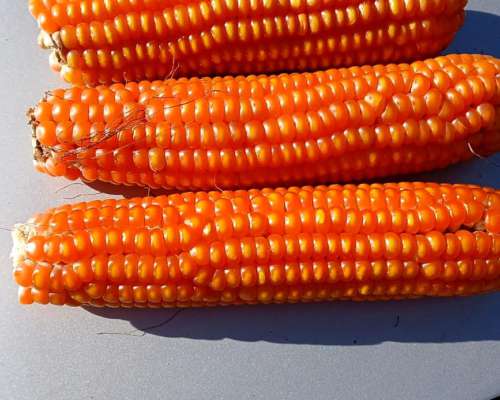 Semillero en Crecimiento Maíz Originalal