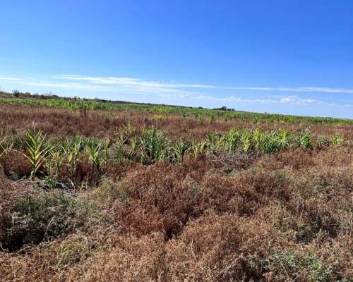 Campo en Venta con Canales de Riego.