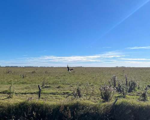 Campo 223 Ha Santa Regina, Gral. Villegas, BS. AS.