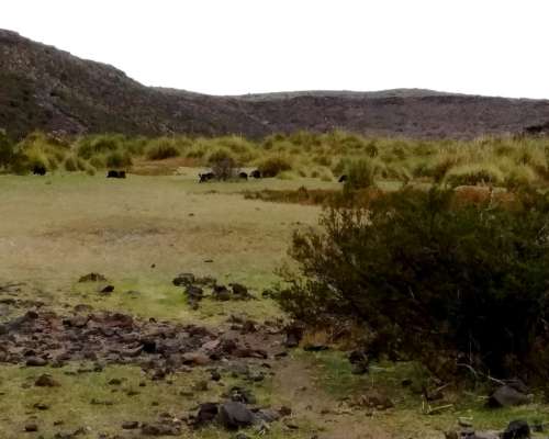 Bariloche, Ganadería y Caza Mayor