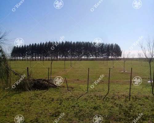 Campo en Venta 460 Has en Rauch