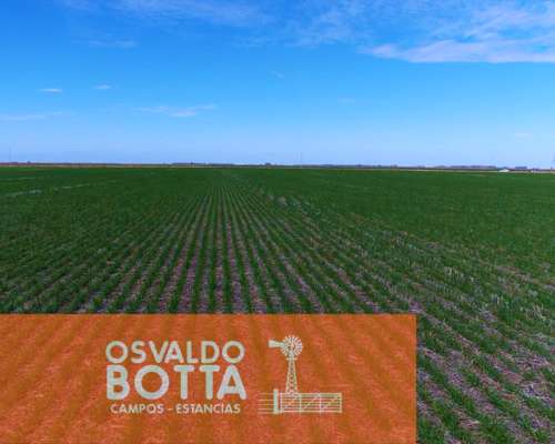 Campo Agrícola 100% Pehuajo, Buenos Aires