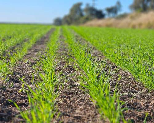 1500 Has. Agrícolas en Lavalle, Santiago del Estero.