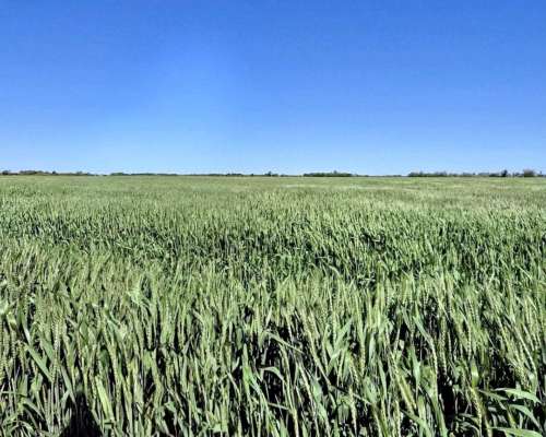 Se Venden 180 Has Zona Soledad.