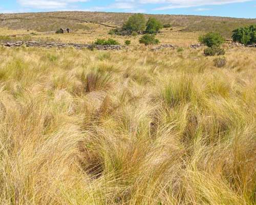 Cerros Largos ( la Carolina ) 154 Has