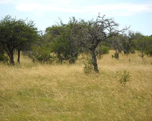 Entre Rios, la PAZ Alquilo 1750 Has Ganaderas