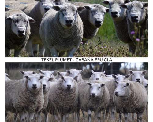 Vendo Ovejas Texel con Servicio
