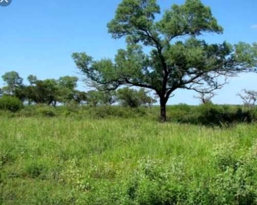 Excelente Campo 700 Hectáreas a Tranquera Cerrada
