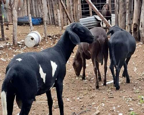 Carneros PPC Raza Santa Ines, Disponibles