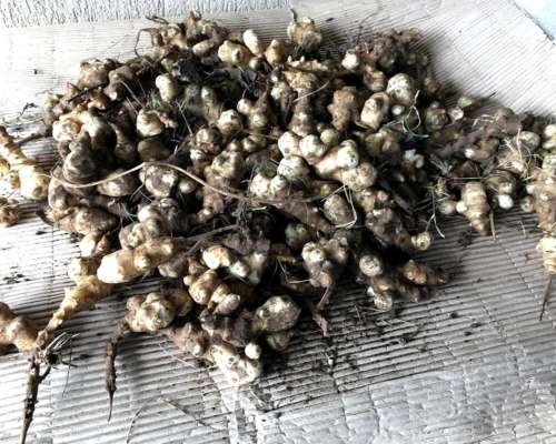 Topinambur Organico para Consumo Y/O Siembra